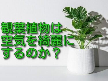 観葉植物に空気清浄効果はある？